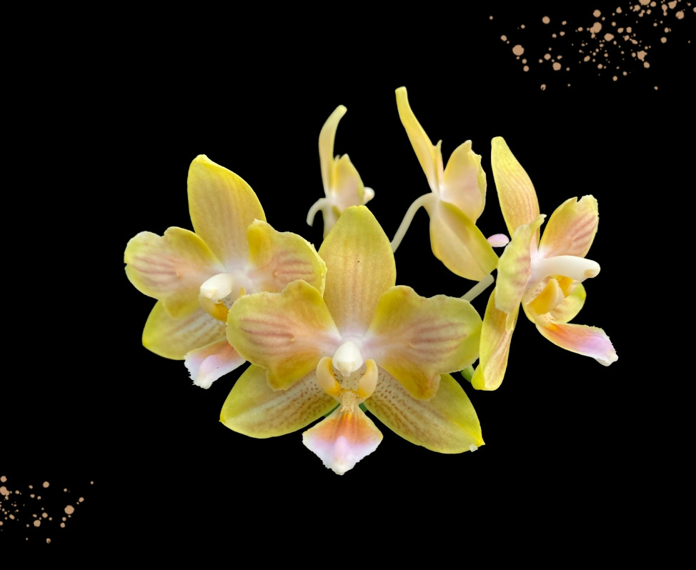 Орхидея подросток. Сорт Little popi, размер 1.7 без цветов