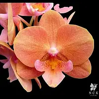 Орхидея подросток. Сорт Walle, размер 1.7 без цветов