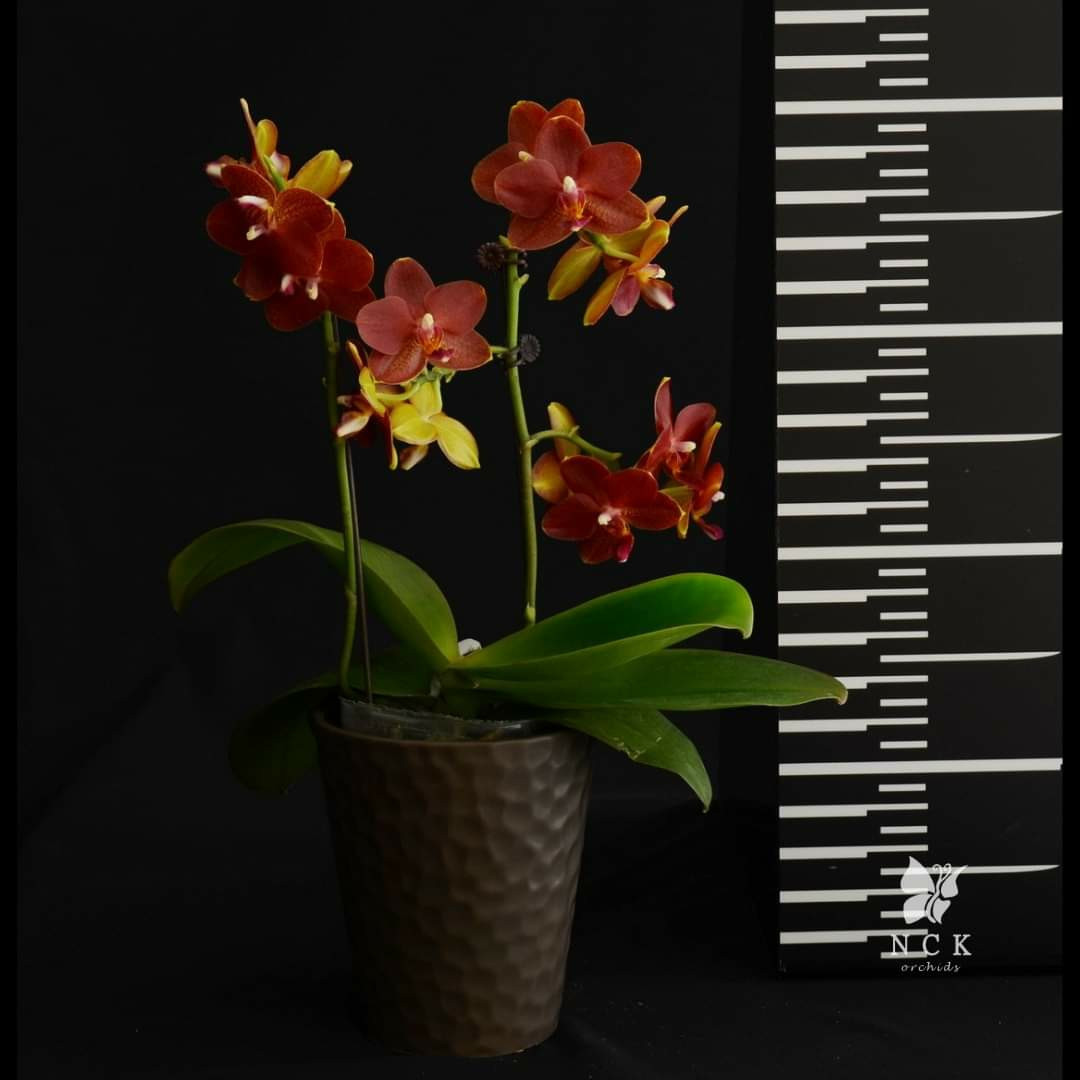 Орхідея Mars 919, без квітів, горщик 2.5
