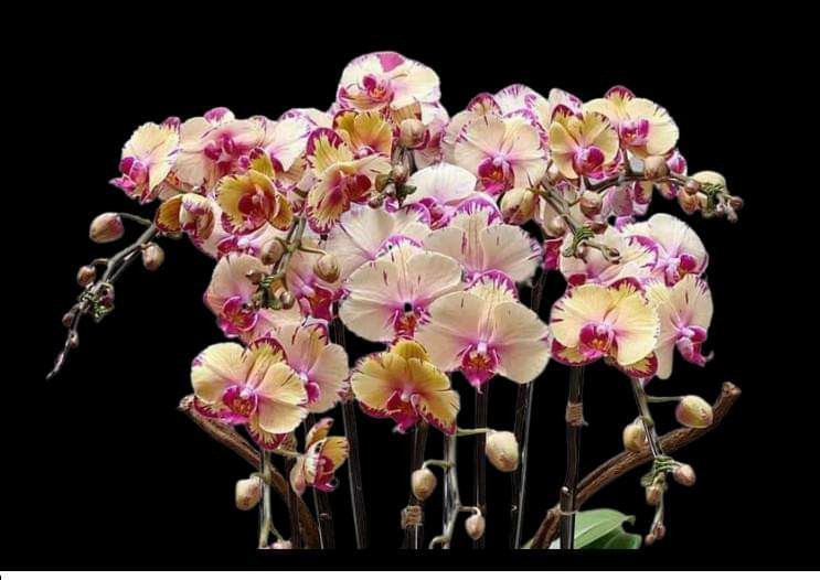 Орхидея подросток. Сорт Aventura, размер 1.7 без цветов