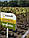 Семена подсолнечника Коломби (Евро-Лайтнинг), Сolombi, фото 2