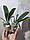 Орхідея підліток. Сорт Aventura, розмір 1.7 без квітів, фото 2