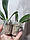 Орхидея подросток. Сорт Aventura, размер 1.7 без цветов, фото 3