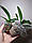 Орхидея подросток Plastic doll, без цветов, диаметр горшка 2.5 дюйма, фото 2