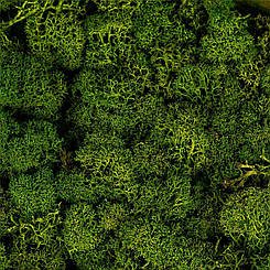 Стабилизорованный мох темно-зелений (530 гр.) (8607-001), Elisey