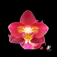 Орхідея підліток. Сорт Ruby (peloric), розмір 1.7 без квітів