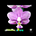 Орхідея сорт Yu-Yang Little blue, горщик 2.5" без квітів., фото 2
