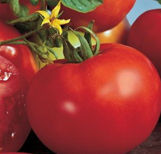 МАРІССА F1 - насіння томату индетерминатного, Semenis