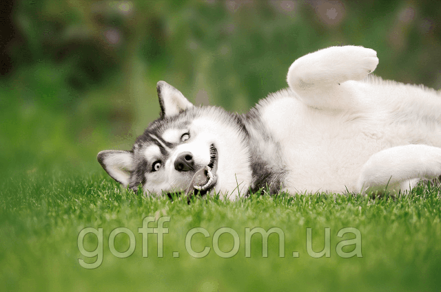 Штучний газон - трава для собак