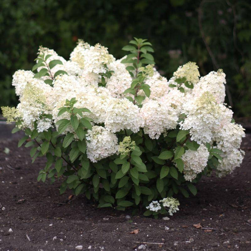 

Гортензия метельчатая Бобо / Hydrangea paniculata Bobo