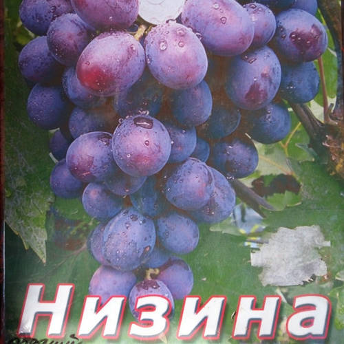 Виноград Сорт Низина Фото