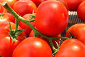 ФАНТАСТИНА F1 - насіння томату 500 насіння, Syngenta