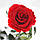 Долгосвежая жива троянда Florich в подарунковій упаковці - ЧЕРВОНИЙ РУБІН (7 карат на короткому стеблі), фото 2