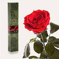 Долгосвежая жива троянда Florich в подарунковій упаковці - ЧЕРВОНИЙ РУБІН (5 карат на короткому стеблі), фото 1