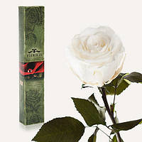 Долгосвежая живая роза Florich в подарочной упаковке  - БЕЛЫЙ БРИЛЛИАНТ (5 карат на коротком стебле), фото 1
