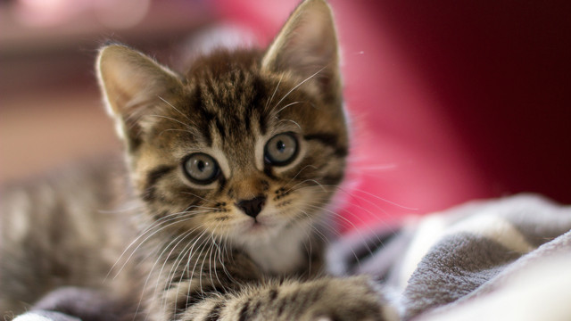 Корм для стерилизованных котят Royal Canin Kitten Sterilised