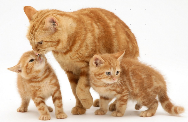 Корм для кошек в период беременности и лактации Royal Canin Queen