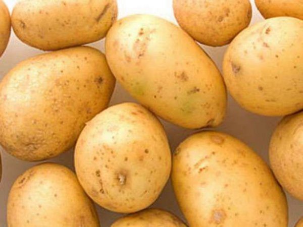 Семена картофеля Ривьера. Картофель ранний Ривьера. Картофель вектор фото.