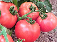 Выращивание томатов на открытом грунте
