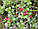 Брусника листья, фото 2