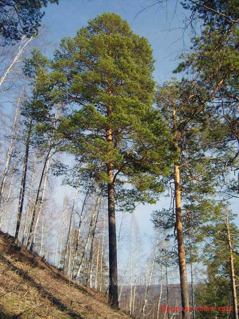 На какой почве растут сосны. Сосна обыкновенная (лат. Pinus Sylvestris). Двухвойная сосна обыкновенная. Сосна Лесная, или с. обыкновенная – Pinus Sylvestris.