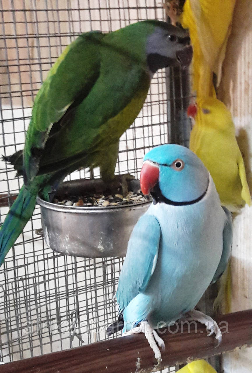 Купить среднего попугая. Ожереловый попугай. Александрийский ожереловый попугай. Ожереловый попугай зеленый. Кольчатый ожереловый попугай зеленый.