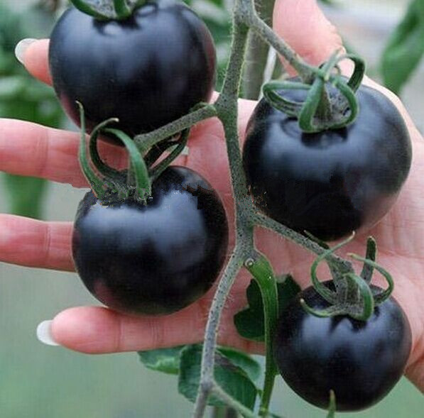 Семена черного помидора (томата)