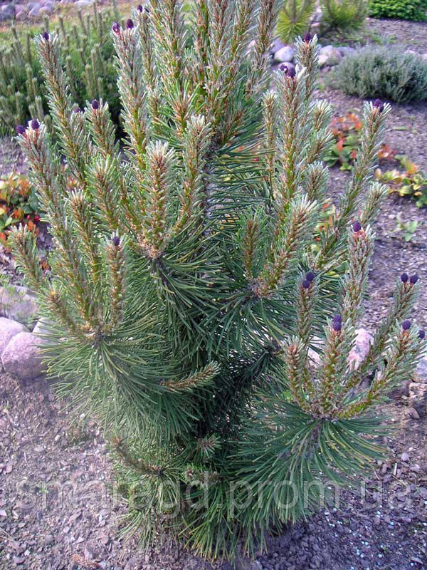 

Сосна горная - Pinus mugo Columnaris (высота 50-60 см, горшок 12л)