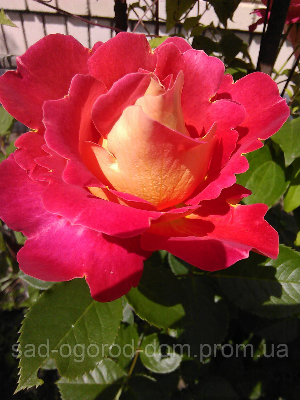 Роза Декор Арлекин Фото