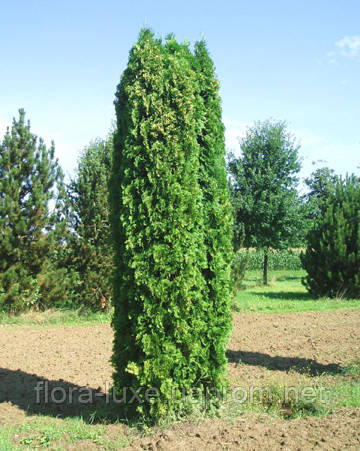 

Туя западная Колоновидная (Thuja occidentalis Columnaris) 170-180 см. Формированная.