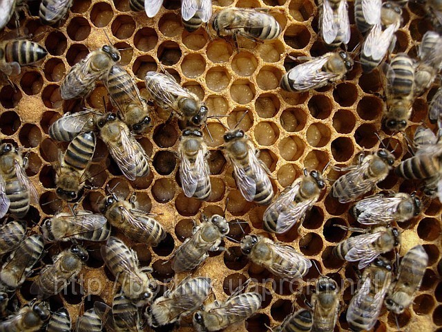 Пчелопакеты бакфаст купить на 2024. Пчелопакеты украинской Степной пчелы. Расплод Бакфаст. Отводки на 1 рамку расплода. Размножение пчелиной семьи.