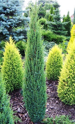 Ялівець колоновидний Арнольд \ Juniperus communis 'Arnold' ( С1.5л ) саджанці, фото 2