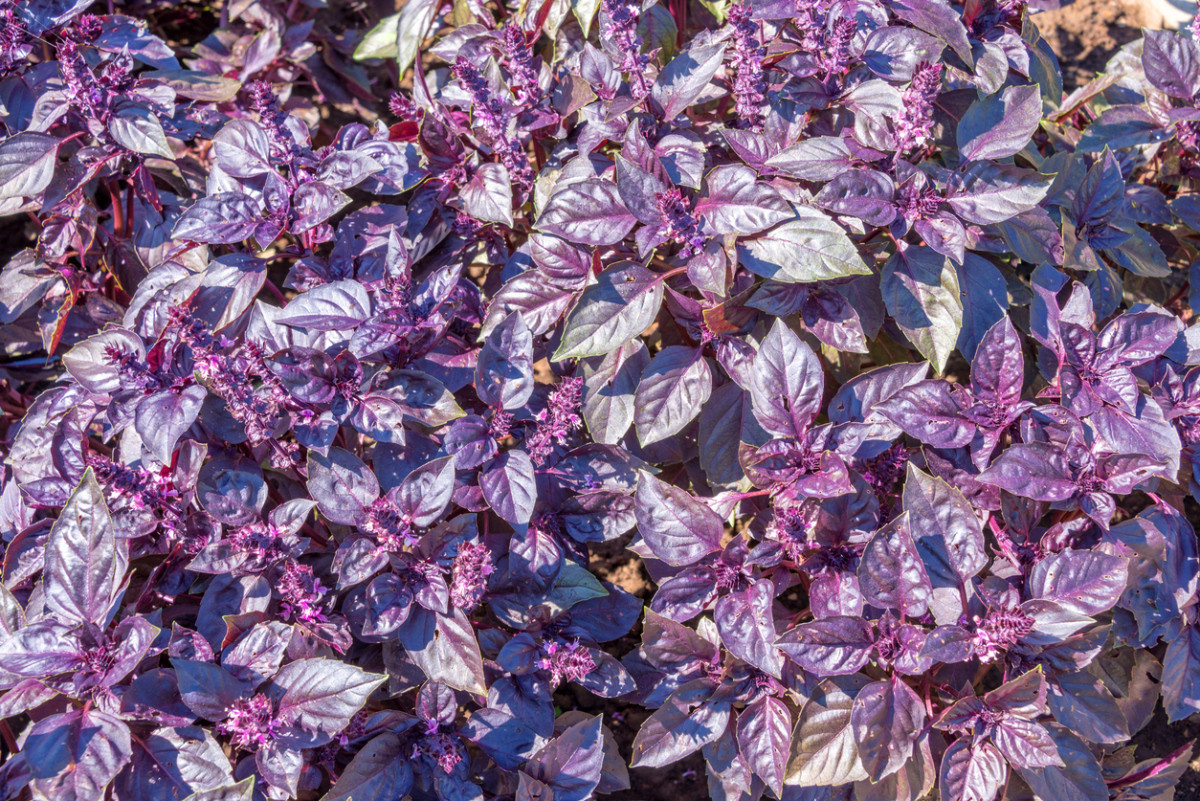 Семена, Базилик Фиолетовый РЕД РУБИН / RED RUBIN (банка 500 г) Hortus Италия