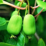 Растение актинидия лиана - описание, свойства, ягода 