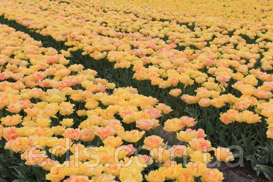 Фото: масив з тюльпанів Вайя Кон Діос