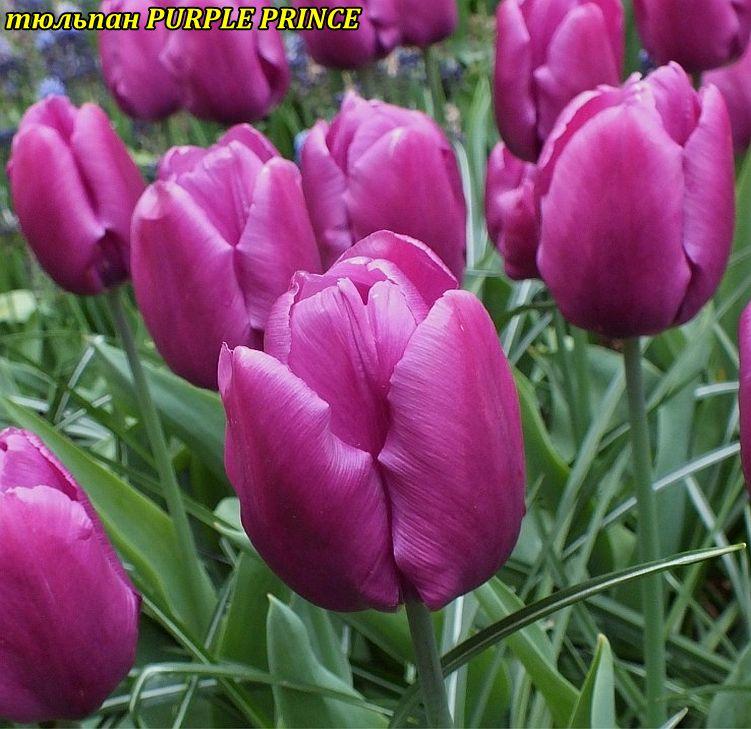 Тюльпан Кэнди Принц: описание и выращивание сорта