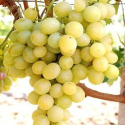 Саджанці винограду "Аркадія" 2-х річний.