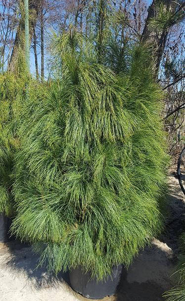 

Сосна гималайская PINUS EXCELSA WALLICHIANA C45 h 140-160