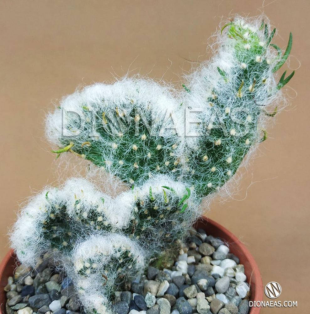 

Кактус Opuntia Vestita Cristaat (Опунция вестита кристата, Хлопковый коралловый кактус) - комнатное растение