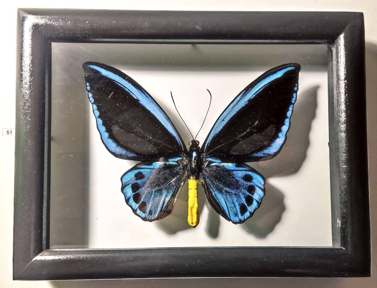 

Сувенир - Бабочка в рамке Ornithoptera Urvilianus male, лучший подарок! в деревянной рамке 16х21 см.