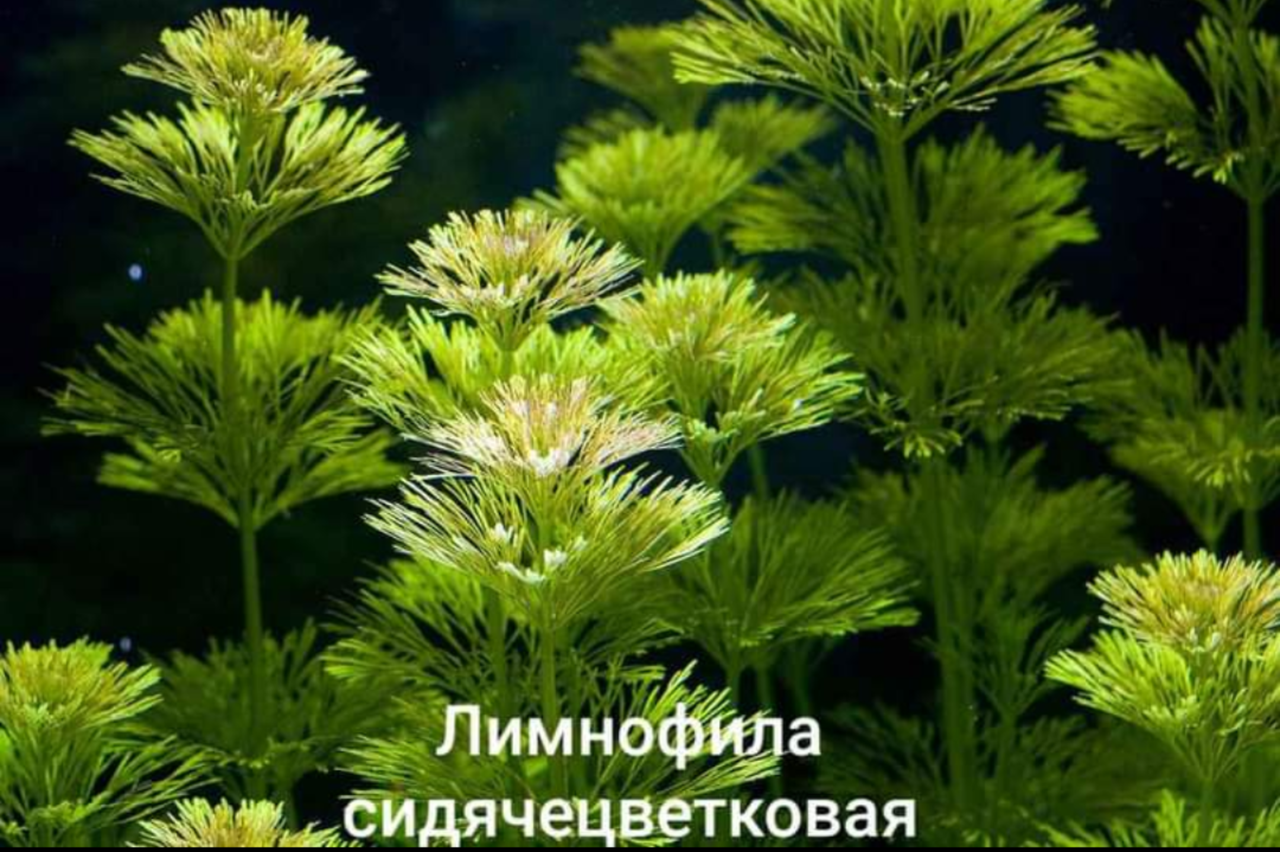 

Лимнофила сидячецветковая \ Limnophila sessiliflora