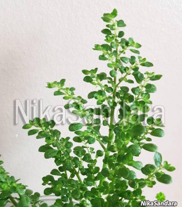 

Пилея мелколистная (Pilea microphylla, Пилея моховидная) - неприхотливый многолетний кустарник