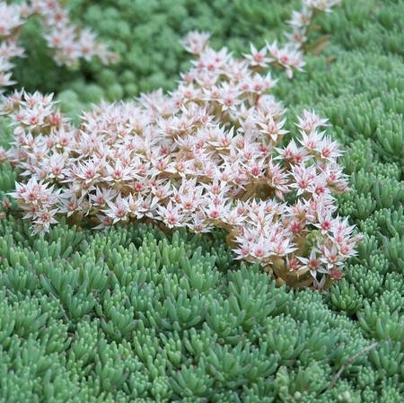 

Очиток (седум) испанский Блю Карпет (Sedum hispanicum "Blue Carpet")