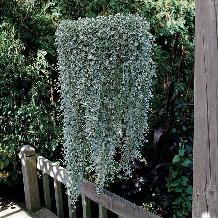 

Dichondra Argentea Silver Falls (Дихондра серебряный водопад) красивое, стильное, редкое эффектное растение, Silver-blue