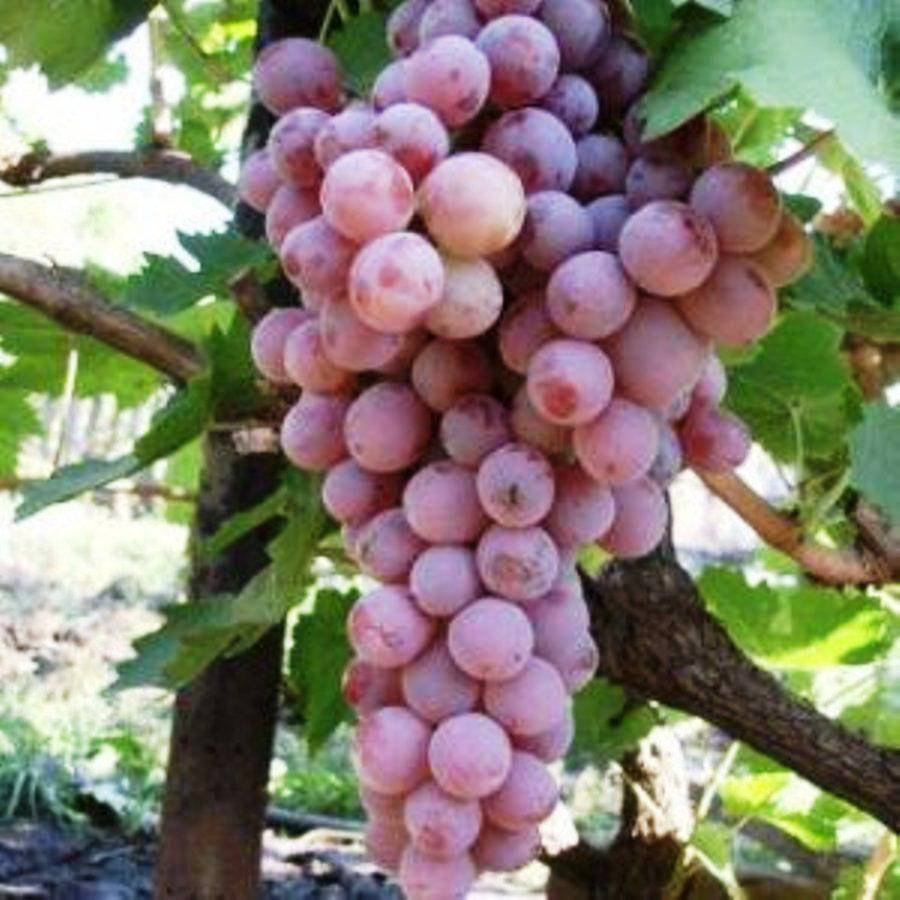 Сорта ранних розовых. Сорт винограда Шуня. Виноград Шуня розовый. Виноград Паркентский розовый. Виноград плодовый «розовый жемчуг».